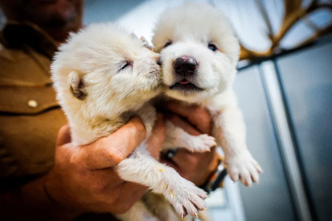 Scientists announce the successful resurrection of the dire wolf.