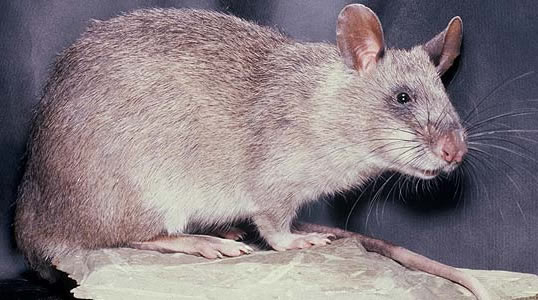 Research reveals rats can treat infertility, offer spiritual protection