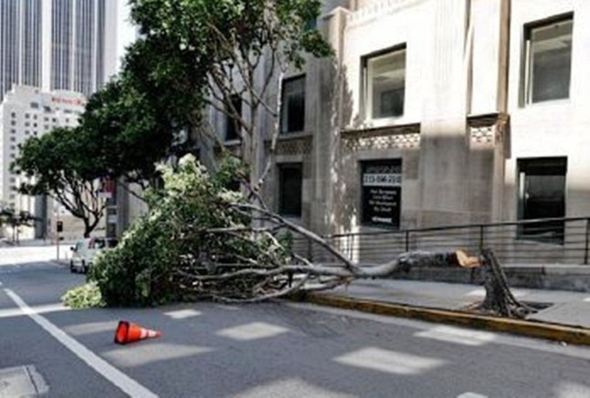 Chainsaw-wielding man destroys trees worth 7,000 in bizarre spree