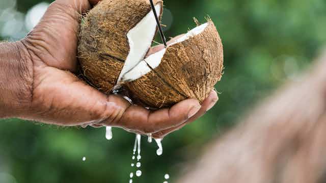 How do coconuts get their water?