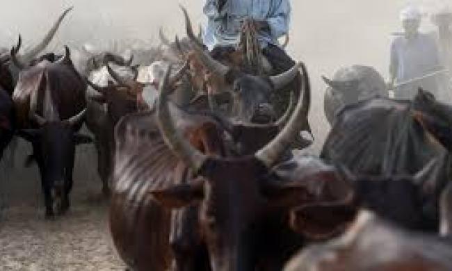 Revenge Killing: Herdsmen slaughter two farmers for allegedly stopping their cows from grazing
