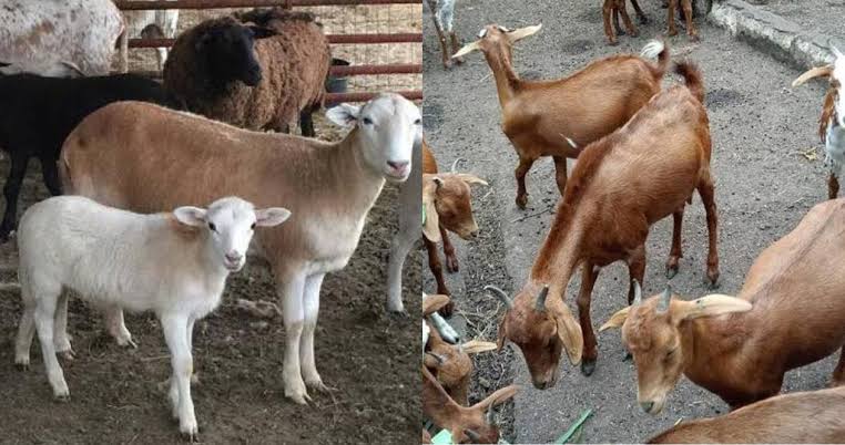 Kano govt arrests goats over ‘seedling destruction’