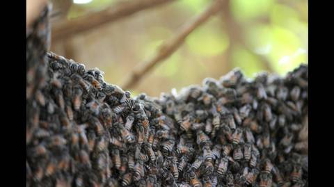Man tries to escape deadly bee swarm, crashes car in Texas, police report