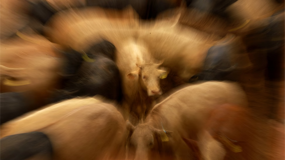 Flesh-eating parasite advancing toward the U.S