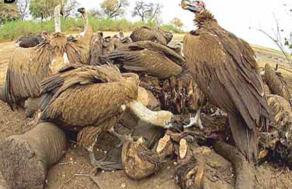 More than 120 vultures poisoned by poachers in South Africa, authorities confirm.