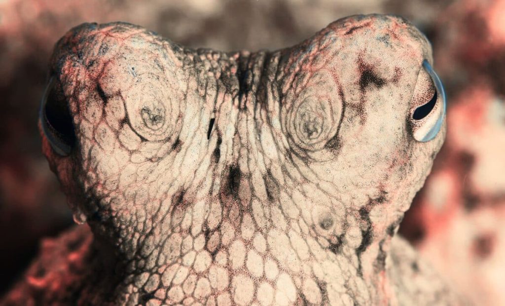 What species might dominate the planet if humans go extinct