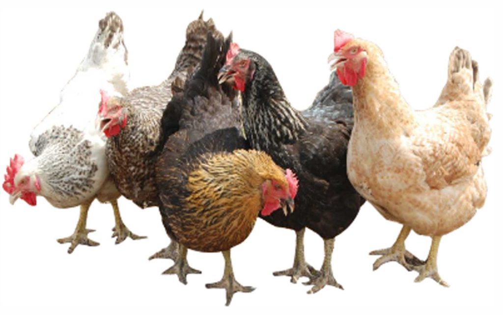 How chicken consumption increases risk of digestive cancers – Study