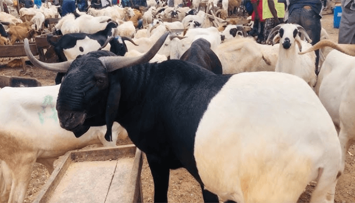 From ₦350k to ₦700k: How Niger’s ban made rams a luxury for Sallah