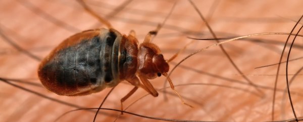Study suggests bed bugs were humanity’s first urban pest