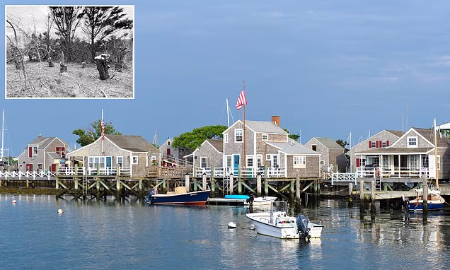 Island property war begins after man removes neighbor’s tree