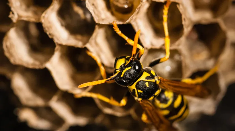 Radioactive wasp nest discovered at former US nuclear weapons site