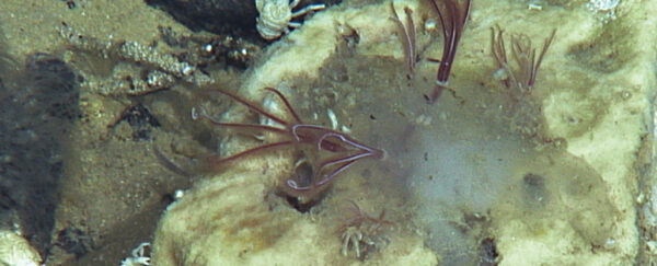 Bone-eating worms traced back 100 million years, study reveals