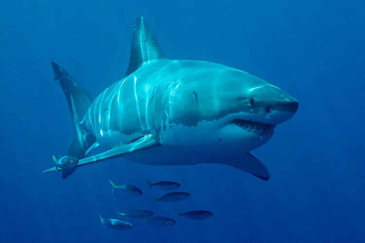 7-year-old boy loses part of leg in vicious shark attack