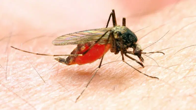 Malaria claims nine lives per hour in Nigeria, warns SFH