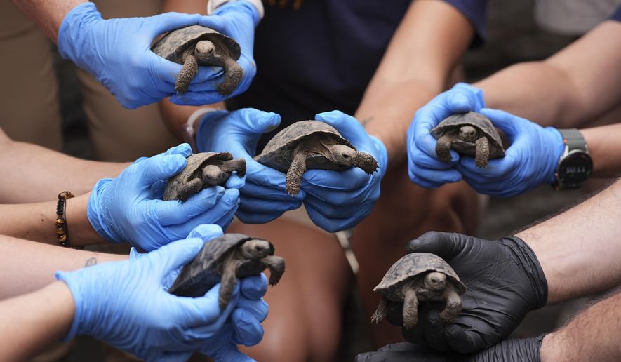 Century-old tortoises welcome hatchlings at Philadelphia Zoo