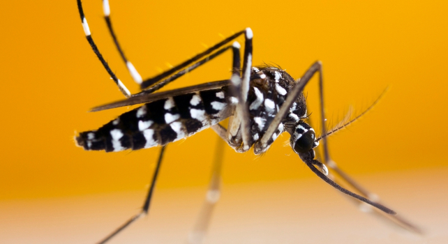 Chikungunya: NCDC urges Nigerians to guard against mosquito bites amid virus alert