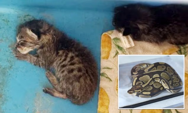 Teacher apologizes for feeding sick kitten to classroom snake