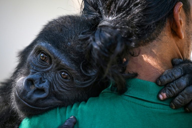 Nigeria to receive baby gorilla rescued at Istanbul airport
