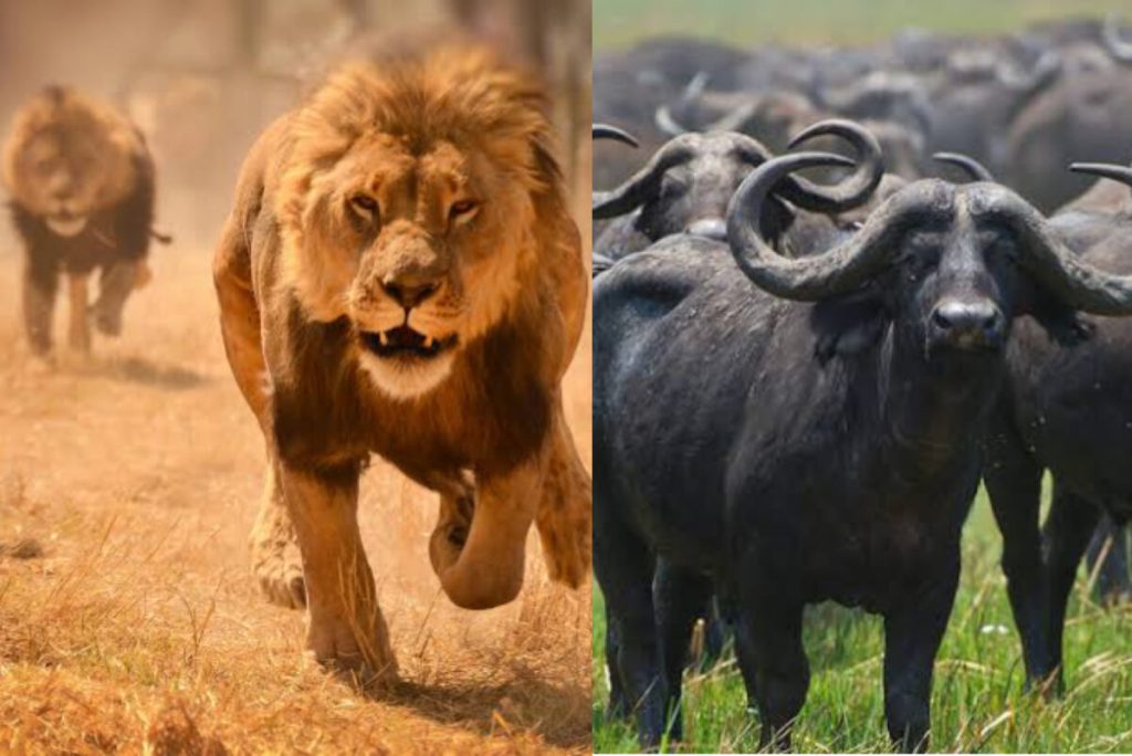 Lions drive 80 buffaloes to their deaths in Namibia’s Chobe River