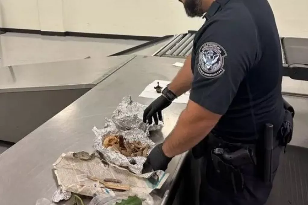 Customs officers seize human remains wrapped in foil at Florida airport