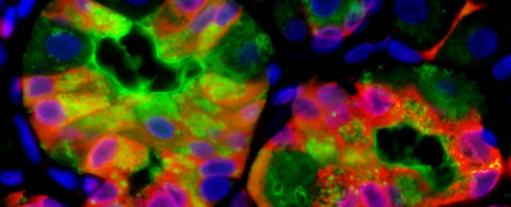 Scientists discover injured cells can ‘vomit’ waste to speed healing