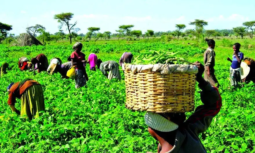 Farmers seek subsidies, security to curb rising food inflation