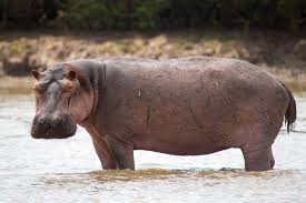 Hippo capsizes boat in Ivory Coast, 11 missing
