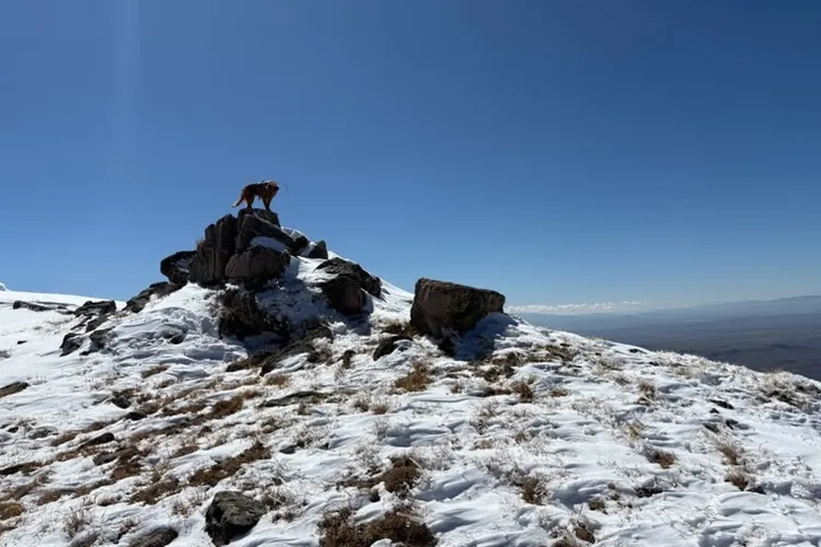 Rescuers find hunter alive after intense two-day search in Rawah Wilderness
