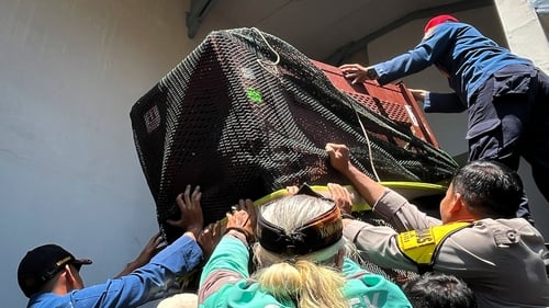 Leopard captured after causing panic in Indonesian hotel