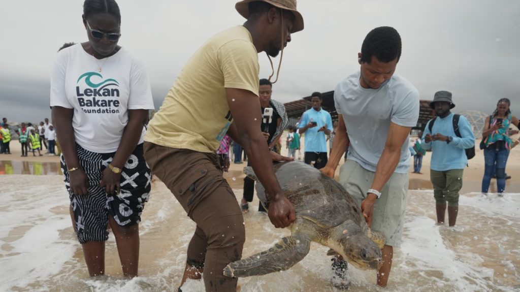 Endangered sea turtles released back into Nigerian waters after rescue