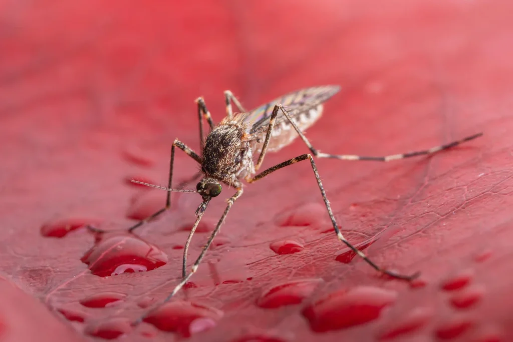 Scientists confirm Iceland’s first-ever mosquito sightings
