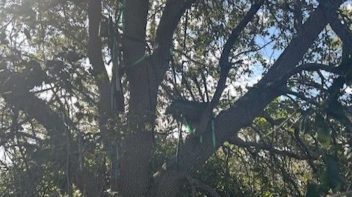 FBI probes hunting stand near Trump’s Air Force One exit in Florida