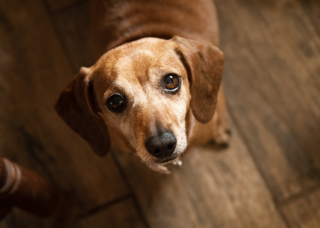 Dog accidentally shoots man…