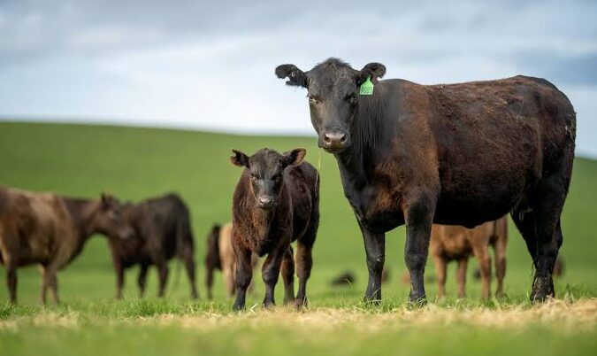 Nigeria’s livestock sector could hit bn in 10 years — minister Idi Maiha