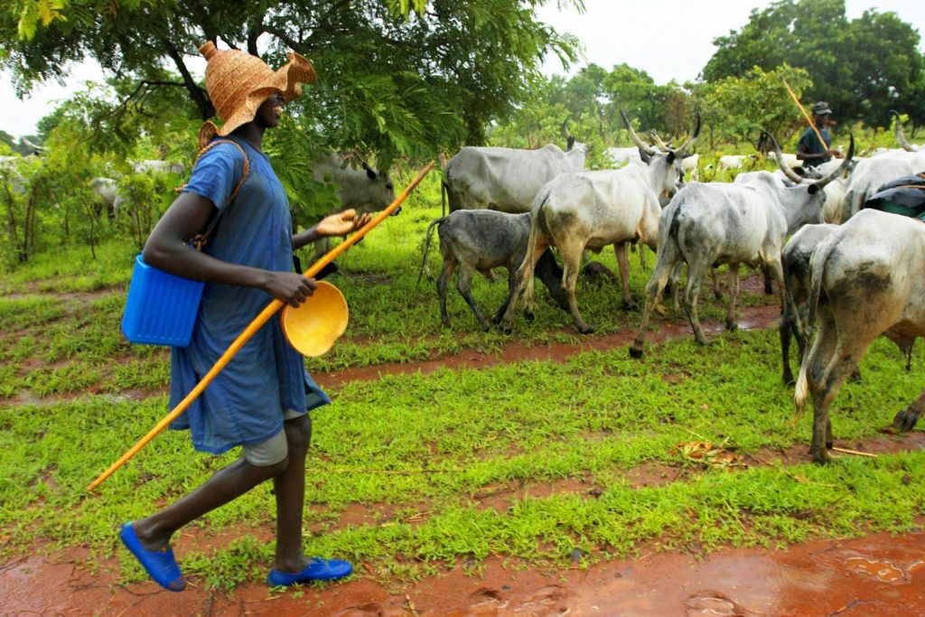 How Nigeria’s grazing law also shapes land divisions and violence