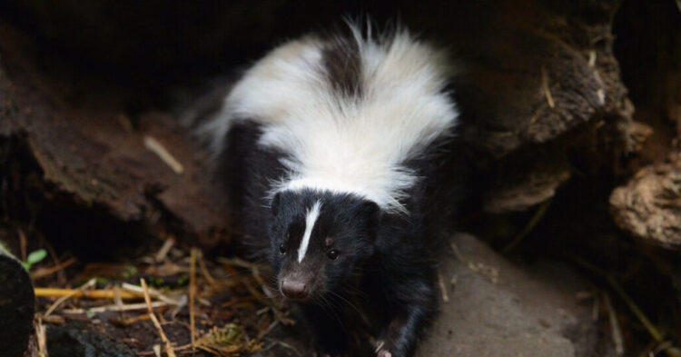 Kidney recipient dies after receiving organ from rabies-infected donor