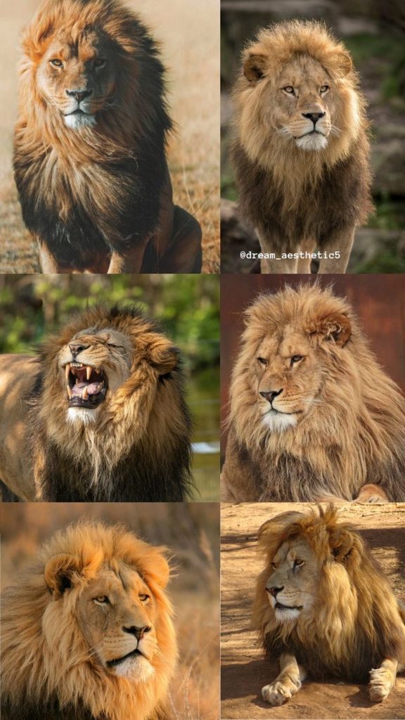 STUDY: Lions have ‘accents,’ roar in distinct ‘dialects’…