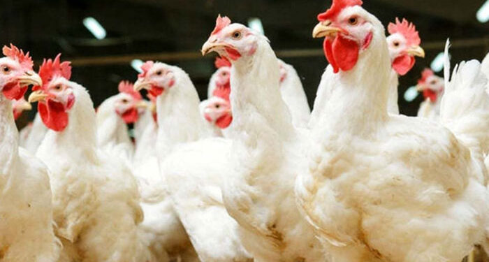 Prices of chicken surge…