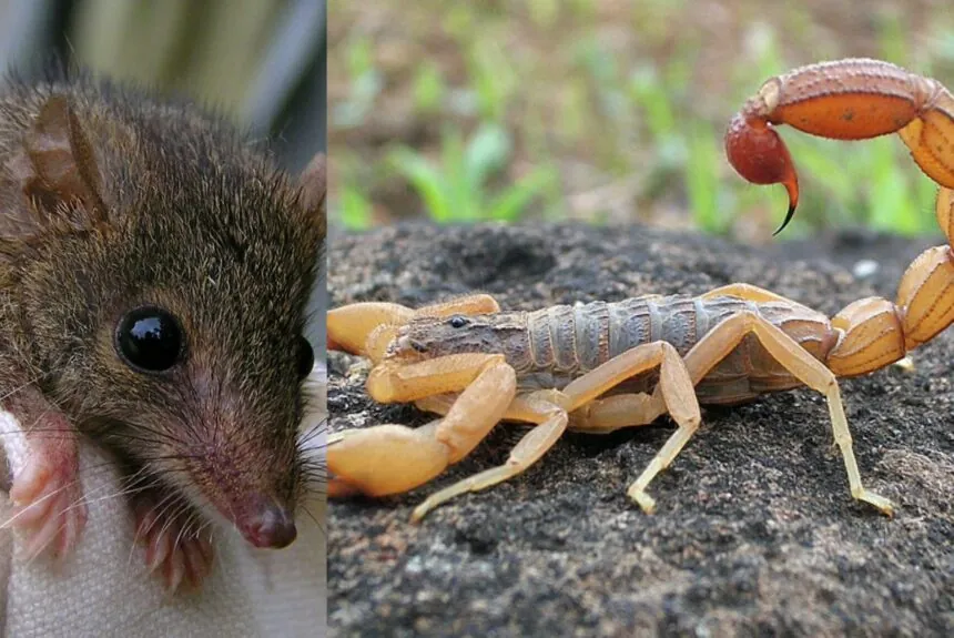 Animals that sacrifice their lives after giving birth