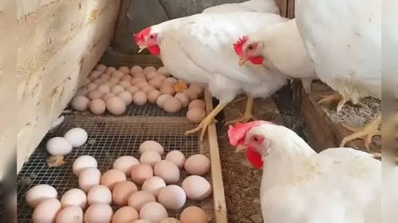 Saudi Arabia bans poultry, eggs imports from Nigeria, 39 others