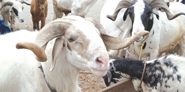 Sallah 2026: Abuja ram prices soar to N1.5 million as inflation bites hard Sallah 2026: Abuja ram prices soar to N1.5 million as inflation bites hard