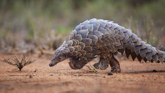 Four arrested in South Africa over illegal pangolin sale Four arrested in South Africa over illegal pangolin sale