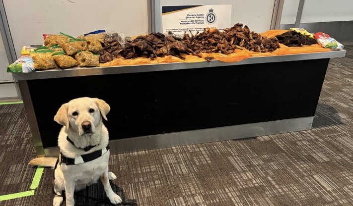 Canada airport: Police dog uncovers Nigerian traveller’s hidden guinea fowl, goat meat package Canada airport: Police dog uncovers Nigerian traveller’s hidden guinea fowl, goat meat package